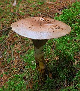 IMG_6247