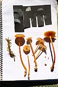 IMG_0295
