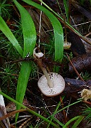IMG_0520