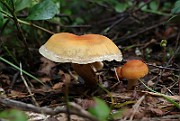 IMG_0930