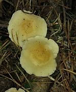 IMG_1115