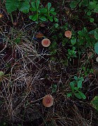IMG_1929