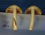 IMG_2177