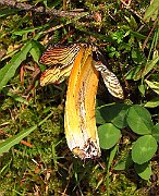 IMG_2742