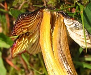 IMG_2747
