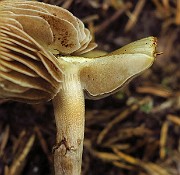 IMG_2461