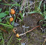 IMG_5988