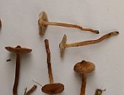 IMG_0701