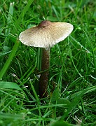 IMG_9432