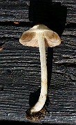IMG_1618