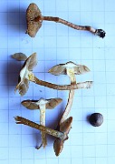 IMG_0285