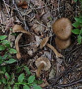 IMG_1567