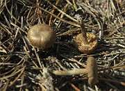 IMG_7537