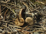 IMG_7539