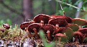 IMG_7636