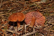 IMG_1098