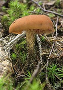 IMG_1141
