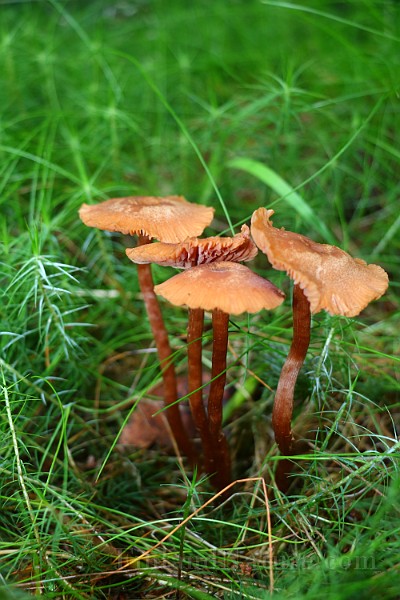 IMG_0885.JPG