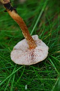 IMG_0864