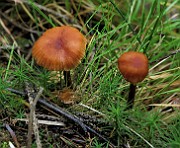 IMG_0016