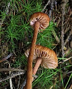 IMG_0018