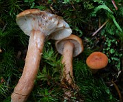 IMG_6090