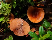 IMG_5915
