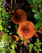 IMG_5916