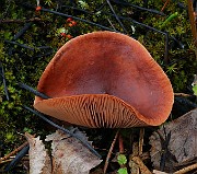 IMG_6014