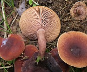 IMG_7721