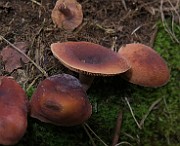 IMG_7724