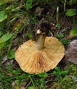 IMG_9704