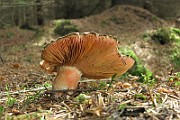 IMG_0003