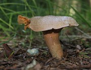 IMG_0089