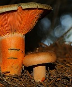 IMG_2075