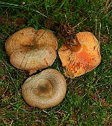 IMG_2317
