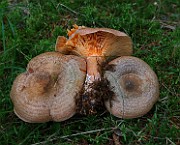 IMG_2323