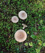 IMG_0961