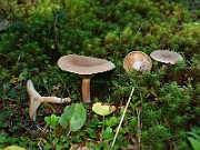 IMG_0963