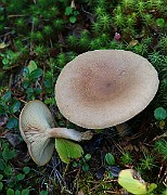 IMG_0964