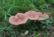 IMG_1538