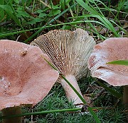 IMG_1539