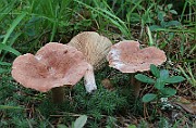IMG_1540