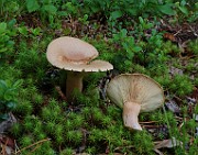 IMG_1575