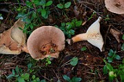 IMG_6016