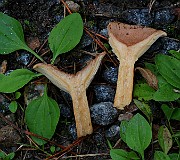 IMG_6019