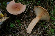IMG_6051