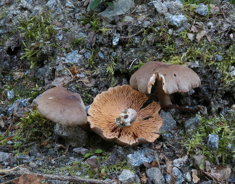 IMG_1450.JPG