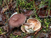 IMG_0550