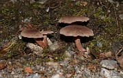 IMG_0908